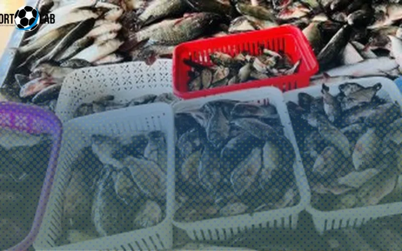 أسعار كيلو البلطي في كفر الشيخ تتحدى التوقعات الثلاثاء 18 نوفمبر 2025